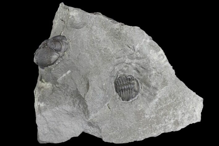 Bargain, Two Partial Eldredgeops Trilobite Fossils - New York #138827